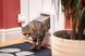Б/У SureFlap &mdash; відкидна стулка для кішок з мікрочіпом Sure Petcare, біла, сканує посвідчення особистості тварини при вході 2230653153 фото 3